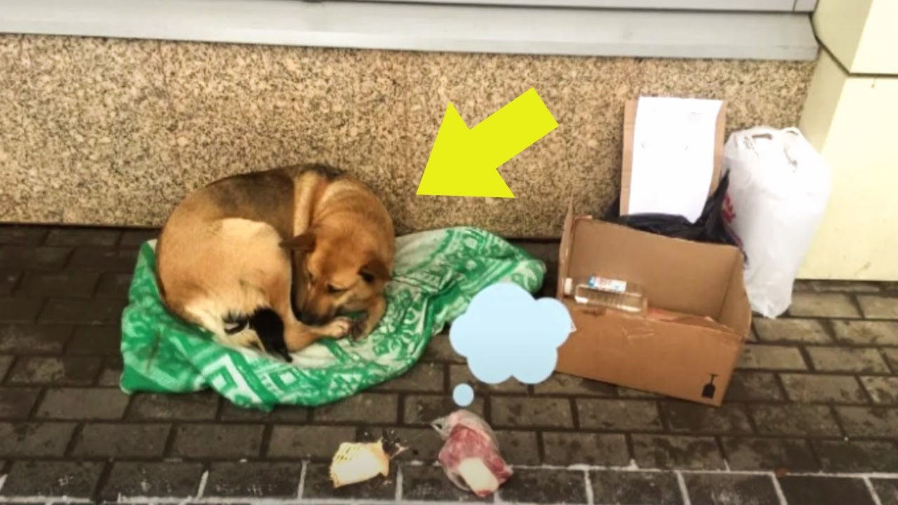 A Dog Gave Birth to Puppies in the Middle of the Street and People ...