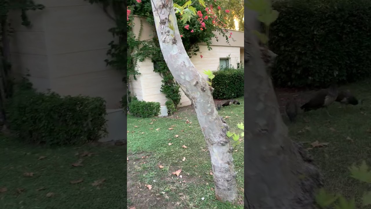 Avantgarde Resort Hotel Banana