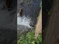 Snake waiting to catch fish #snake #fishing