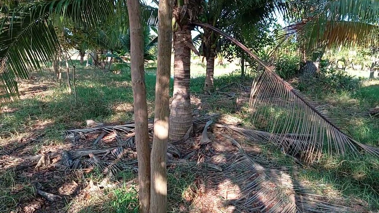 ไม้ป่าหน้าแล้งอัพเดทไร่นาสวนสวรรค์