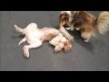 New Friends are made at Canine Country Academy New Friends are made at Canine Country Academy