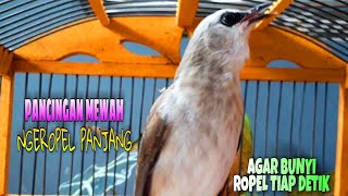 Download Lagu SUARA PANCINGAN TRUCUKAN MEWAH AGAR IKUT BUNYI GACOR DAN ROPEL PANJANG TIAP DETIK MP3