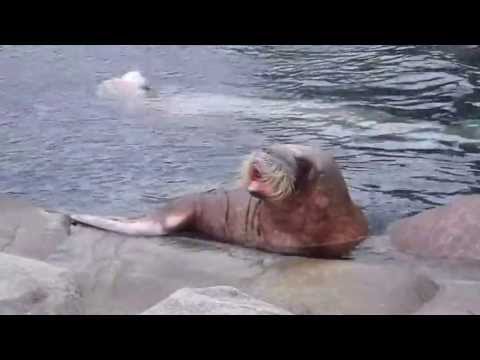 Walross in Hagenbeck
