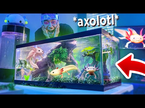 Vídeo: Animal de Estimação Único e Fácil: The Mexican Walking Fish (O Axolotl)