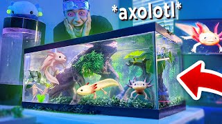 DEI aos AXOLOTES uma NOVA CASA *animal de estimação axolotl*