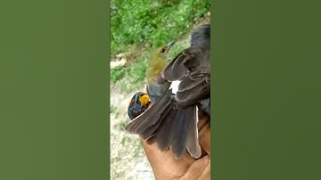 jinjing batu || Burung masteran
