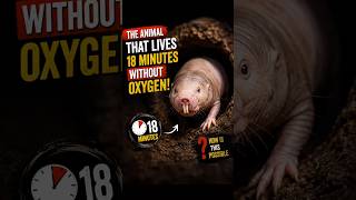 This Animal Can Survive Without Oxygen for 18 Minutes! 😱🐀