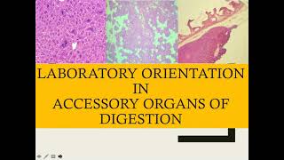 Lab Orientation Accessory Organs of Digestion