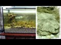 Камбала в аквариуме/Flounder in the aquarium