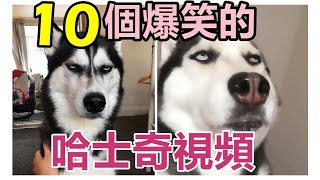 抖音 搞笑的哈士奇 原來狗狗也會說話? | 10個爆笑視頻【狗狗搞笑短片】