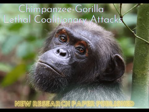 Video: Penyelidikan Chimpanzee Jarang Diperlukan, Kata Pakar A.S