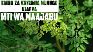 FAIDA ZA KUTUMIA MLONGE KIAFYA (MTI WA MAAJABU) | TIBA ASILI YA MLONGE