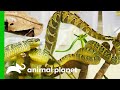 150 Venomous Snakes Rescued From A Private Home | The Zoo