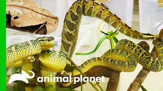 150 Venomous Snakes Rescued From A Private Home | The Zoo