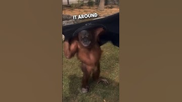 Orangutan’s are just humans who don’t pay tax 😂❤️ #shorts