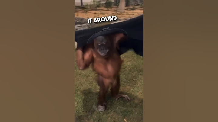Orangutan’s are just humans who don’t pay tax 😂❤️ #shorts