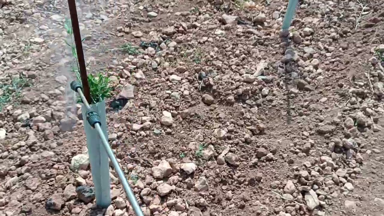 TRATAMIENTO OLIVAR JOVEN SUPER INTENSIVO - Variedad Sikitita a marco de 4 x 1,85