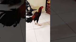Ayam Jago Birkokbirma Bangkok Super Cakut Pukul Semi Badanjalon