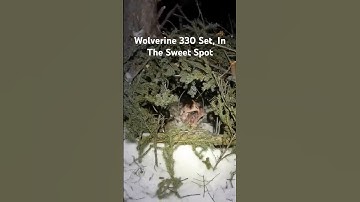 330 Wolverine Set, In The Sweet Spot #alaska #trapping #shorts