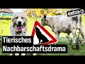 Realer Irrsinn: Hausarrest für Herdenschutzhunde in Windeck | extra 3 Spezial: Der reale Irrsinn | N