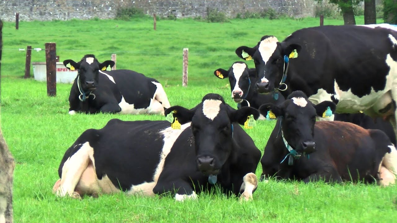 Moorepark'15 - Open Day