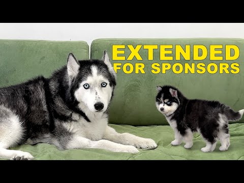 Extended Cut: Huskies and Сats Get Acquainted With a Tiny Pomsky Puppy