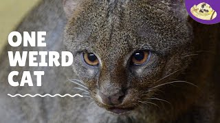 What is a Jaguarundi? 5 Things You Need to Know!