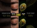 Plant With Hidden Jaws Snaps in 0 01 Seconds#shorts #shortsfeed#viralshorts #usa