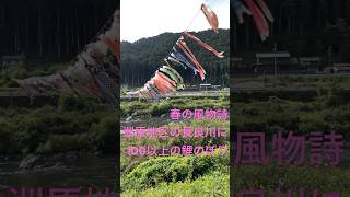 【美濃】春の風物詩  下河和 旧洲原小学校前の長良川で泳ぐ鯉のぼり 2025年5月5日 #美濃 #こどもの日#鯉のぼり #奥美濃 #スマホ動画 #岐阜観光