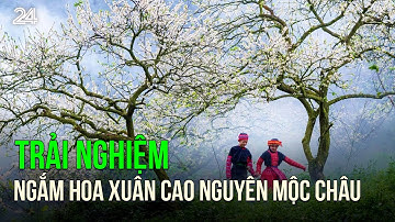 Trải nghiệm cao nguyên Mộc Châu ngắm hoa xuân  | VTV24