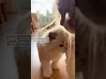 Ragdoll Mom Waits for Her Baby — A Gentle Morning Moment 🐾💙