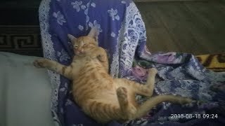 История одного рыжего кота.Крым .Севастополь. История одного рыжего кота.Крым .Севастополь.