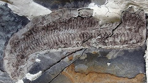 444 Million Year Old Fossil Found!