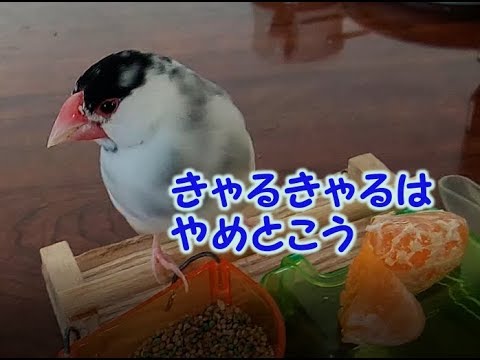 よそゆきの顔　9歳文鳥の介護#203. 9year old java sparrow.