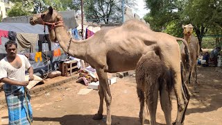 9666155683 camel milk available in Hyderabad | onth ka doodh in Hyderabad | camels in Hyderabad