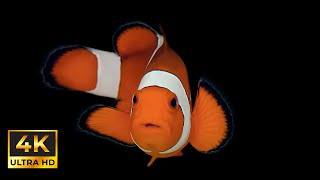 🐟 Fish Zen Black Background | 24/7 Live Lo-Fi Piano | Minimalist Ambient Wallpaper screenshot 2