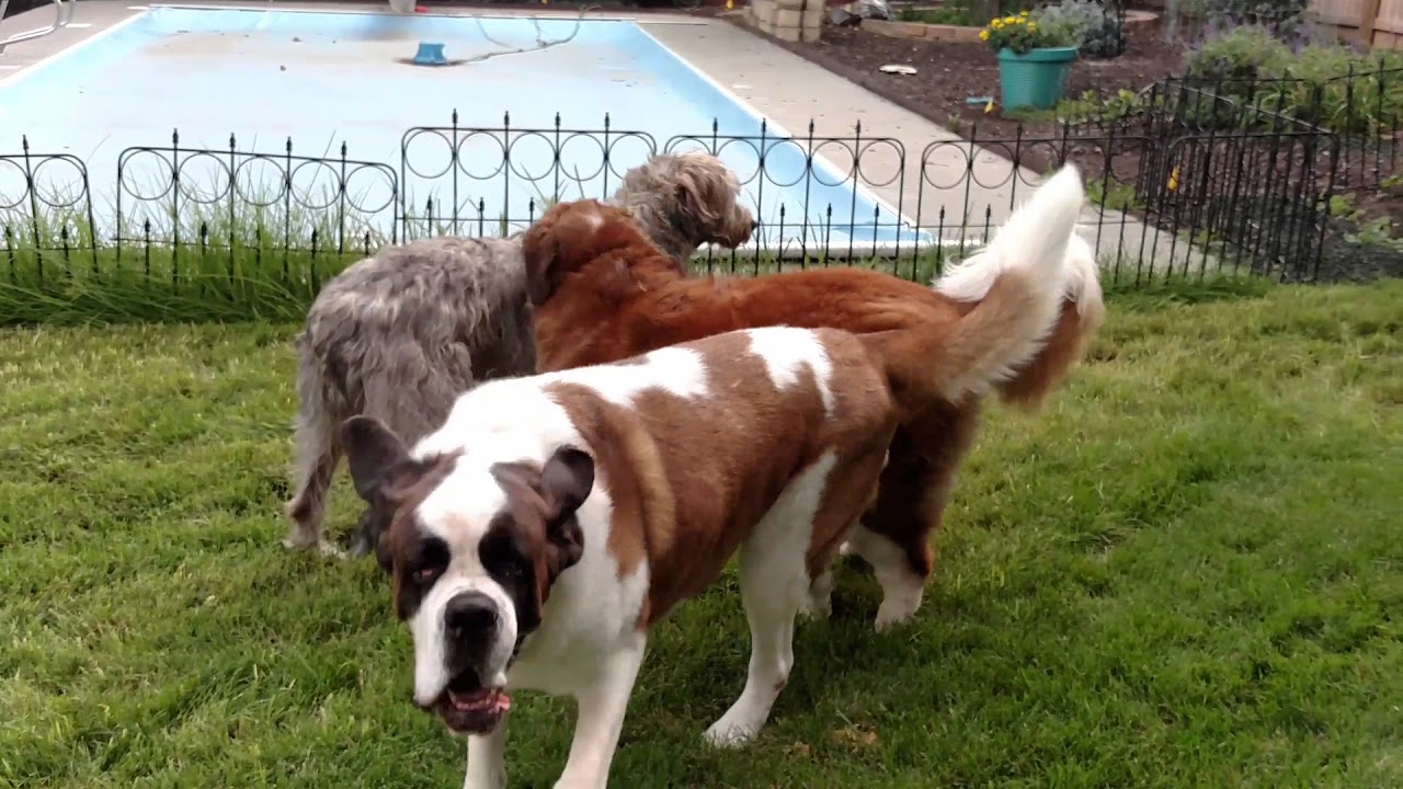 Saint Bernards And Irish Wolfhound Goin Crazy On Their New Turf Youtube
