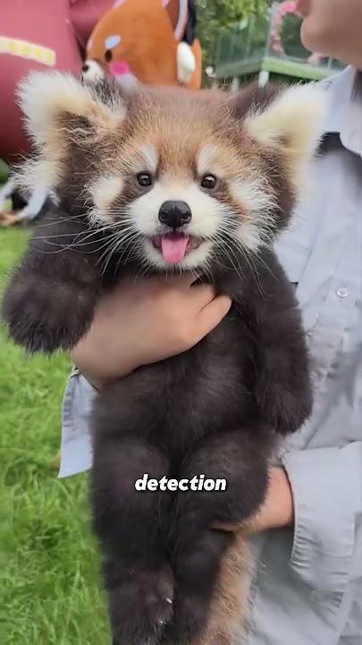 Red panda 💕💕✨ #animallife #animalphotos #wildlife #shorts #viralshort #cute