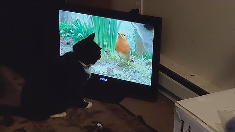 Programmed a TV for my cats