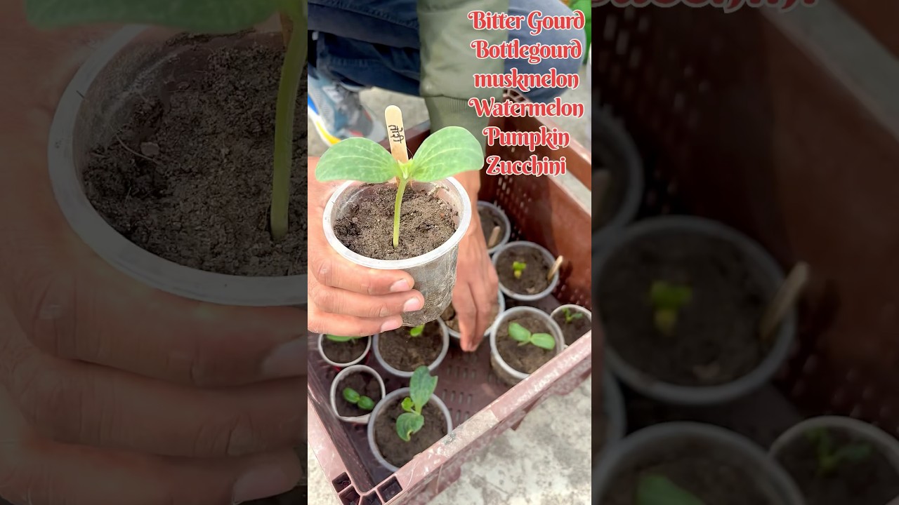 Summer Vegetables Seeds Germinate Successful 😊 