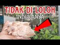 Cara Mengatasi Anakan Perkutut Yang Tidak Di Loloh Indukannya