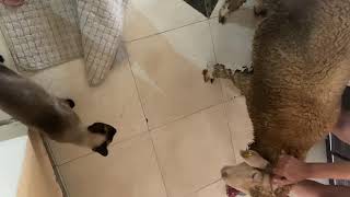 Cat meets dog 🐶 and sheep 🐑 - siamese cat by Suchi-Cat 34 views 2 years ago 1 minute, 8 seconds