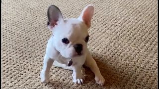 Tiny puppy complains about his bulldog friend's snoring sounds like a nagging cow. Elsie ep1