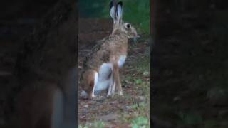 Liebre Iberica |#animales #liebre  #liebreiberica #fauna #galicia #naturaleza #wildlife #panasonic