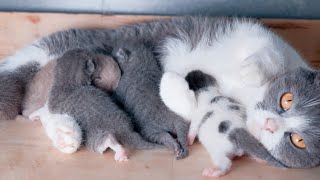 Mom cat feeding cute meowing kittens . Newborn kittens are loud meowing by Little Kittens 1,778 views 2 years ago 2 minutes, 31 seconds