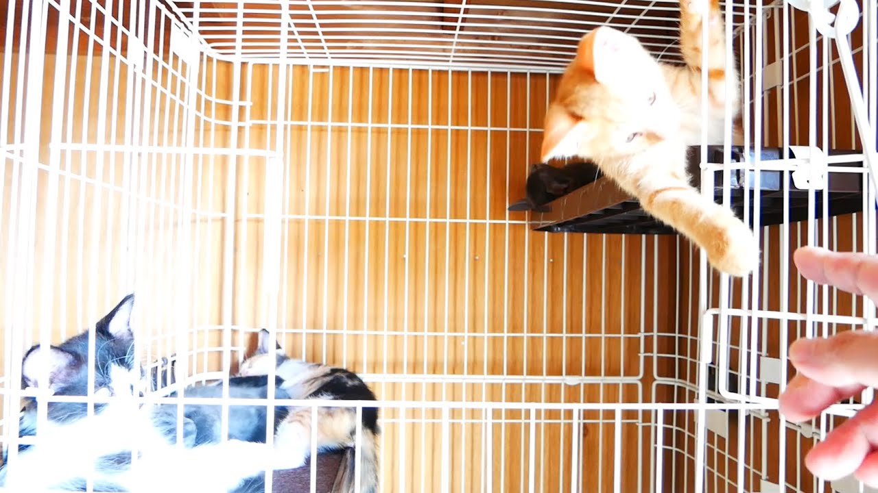 ケージが大好きキトンブルーな子猫