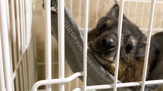 どんどん成長しているケープハイラックスにお家をプレゼントしたら喜んでくれました！