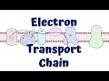 Electron transport chain animation  atp synthesis