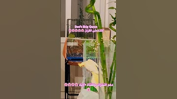 تلاوه عطره من الذكررالحكيم #علي_نمير_قران #birds #cutebird #foryou #اكسبلور