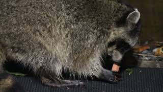 rat steals food from the raccoon missing two toes